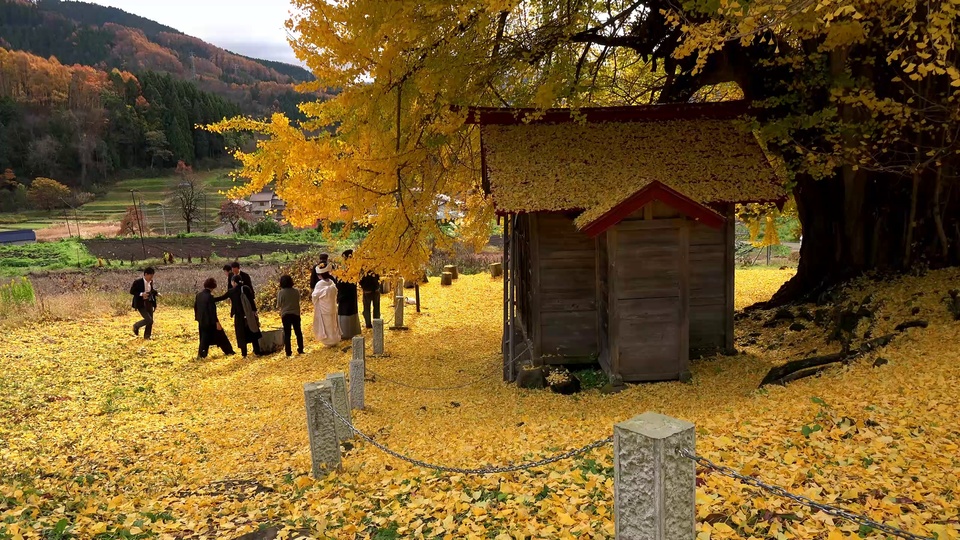写实摄影画面，巨型金黄色银杏树旁是红檐灰木小型木屋，地面铺满金黄落叶，人群中站着穿白色传统服饰的人，远处是彩叶山峦与乡野田园。