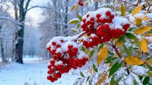 冬雪红果