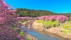 春天樱花河畔