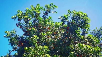 4K蓝天杨梅树水果树