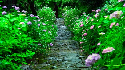 雨天护眼花草