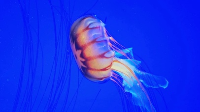 海洋梦幻水母