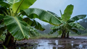 雨打芭蕉