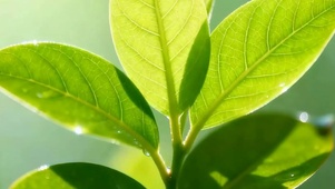 护眼树叶带鱼屏