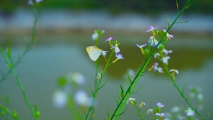 白蝴蝶在花丛中翩翩起舞唯美