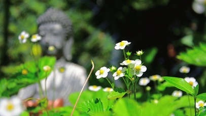 佛前小白花