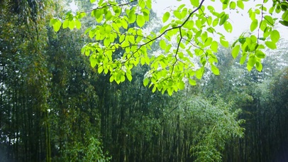 雨中护眼竹林绿叶