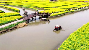 油菜花开