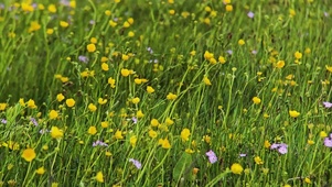 4k春天的草原花海