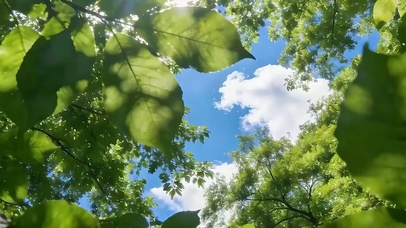 护眼绿景树木带鱼屏
