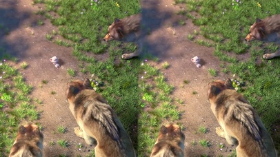 斑布猫-与你同在