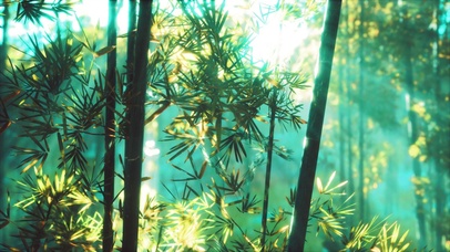 阳光下的竹林【双端】