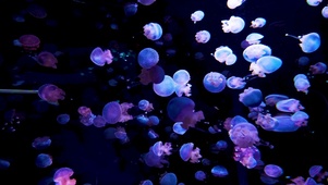 深海水母