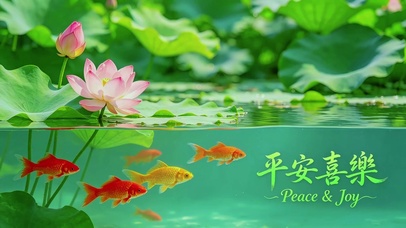 荷塘锦鲤，平安喜乐