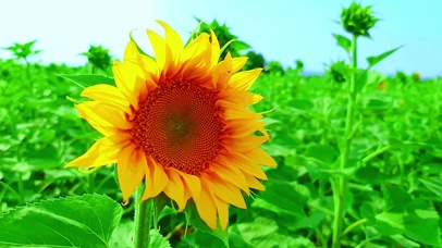 4K唯美护眼向日葵