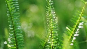 绿色植物
