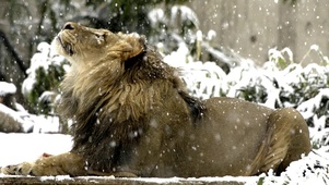 狮子雪