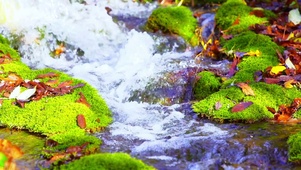 落叶有意流水无情