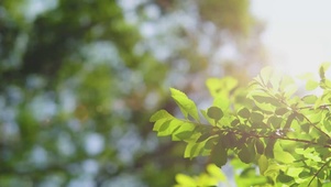 4K夏天唯美小清新阳光下植物