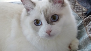 可爱猫咪