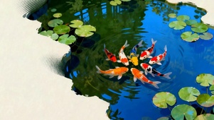 夏天池塘游鱼