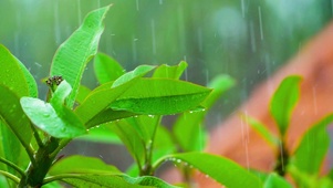 好雨知时节 4K