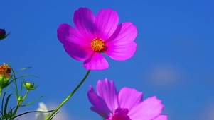 4k超清护眼花海