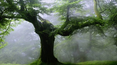 【4K】迷雾森林