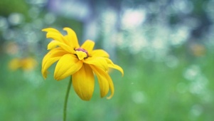 唯美护眼小黄花