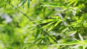 唯美竹叶