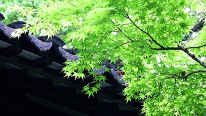 雨后