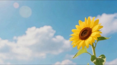 蓝天白云向日葵