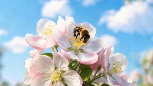 蜜蜂采蜜