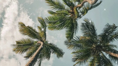 大树