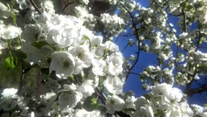 邀你看花