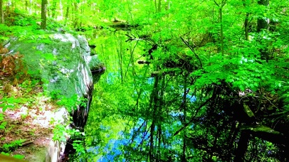 夏日护眼绿林 4K