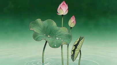 小清新荷花