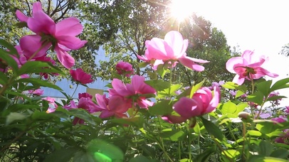 阳光下的唯美花朵