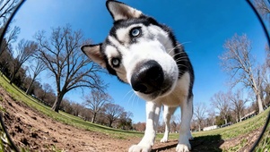 鱼眼镜头下不知情的二哈