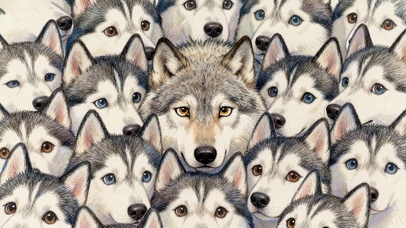 饿狼狼王侮辱哈士奇老窝一脸懵逼