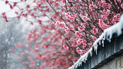 梅花香自苦寒来雪景冬季
