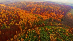 秋天森林
