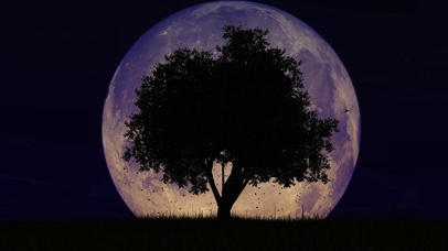 满月与大树（双端4K）
