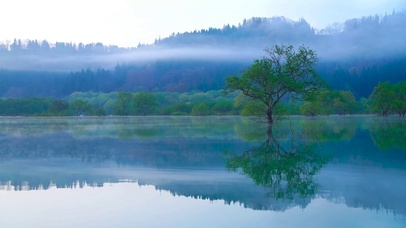清晨静谧雾气绿树湖泊