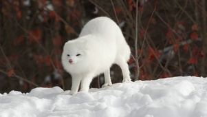 自然生灵-北极狐