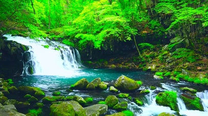清凉夏日绿林流水
