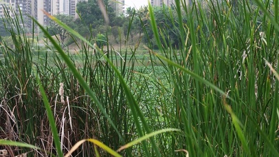 植物花草树木升格