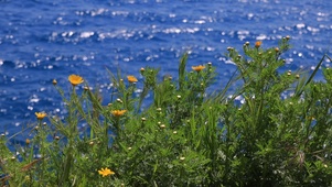大海与花