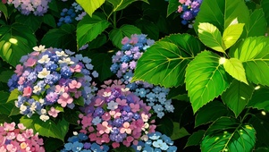 绣球花
