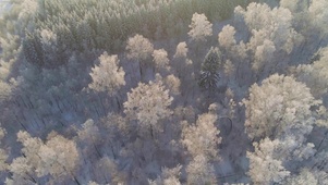 4K 高清 鸟瞰森林覆盖着积雪
